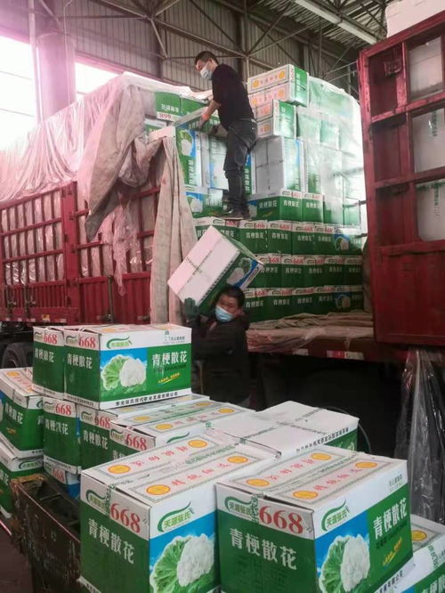 守好市民菜籃子 壽光 菜籃子 量足價穩